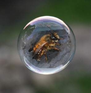 Glücksmomente - Seifenblasen - Honigbiene